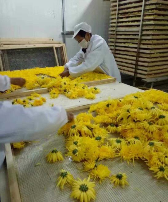 金絲皇菊烘干